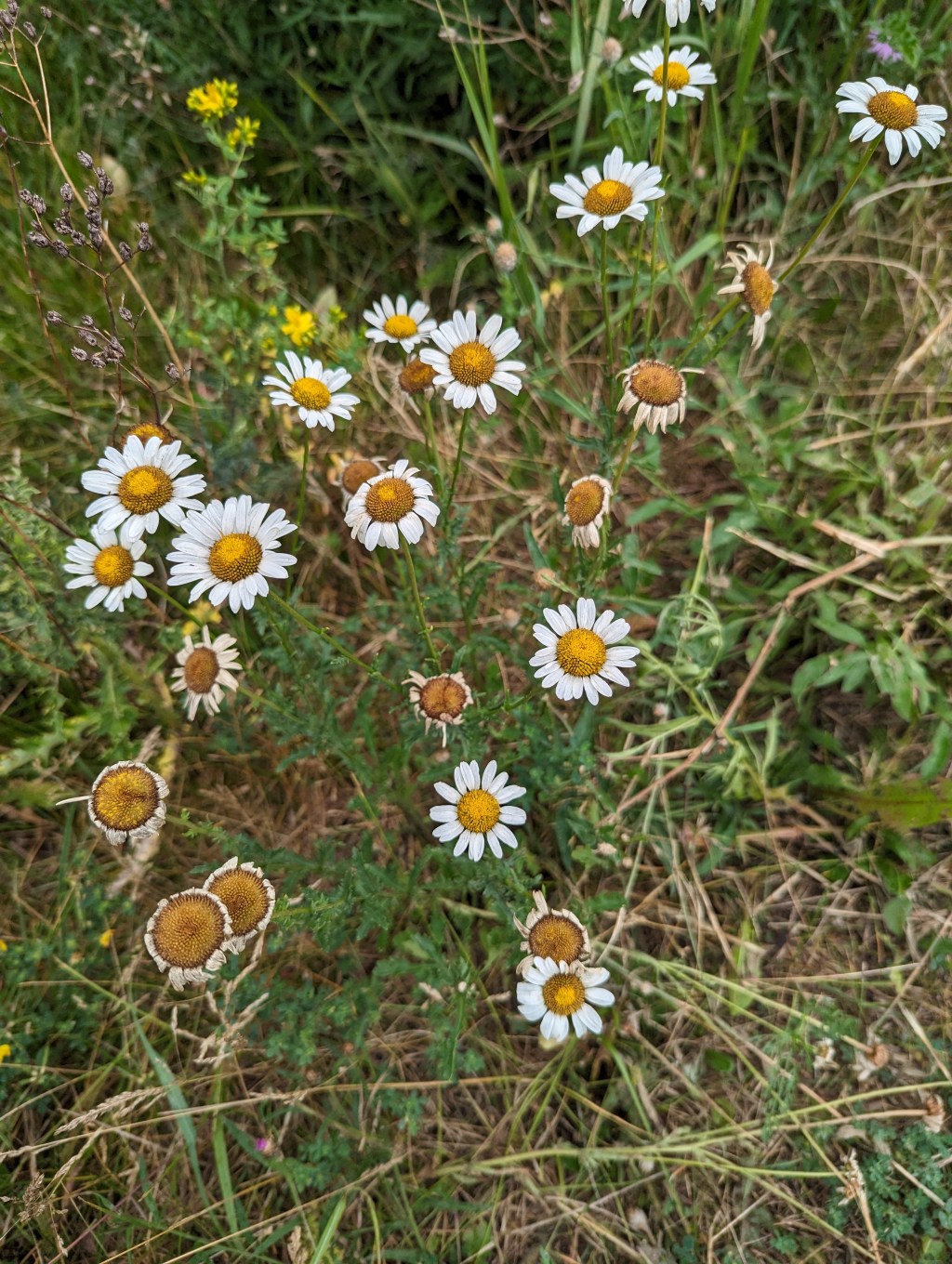 The Healing Power of Mac and&nbsp;Cheese