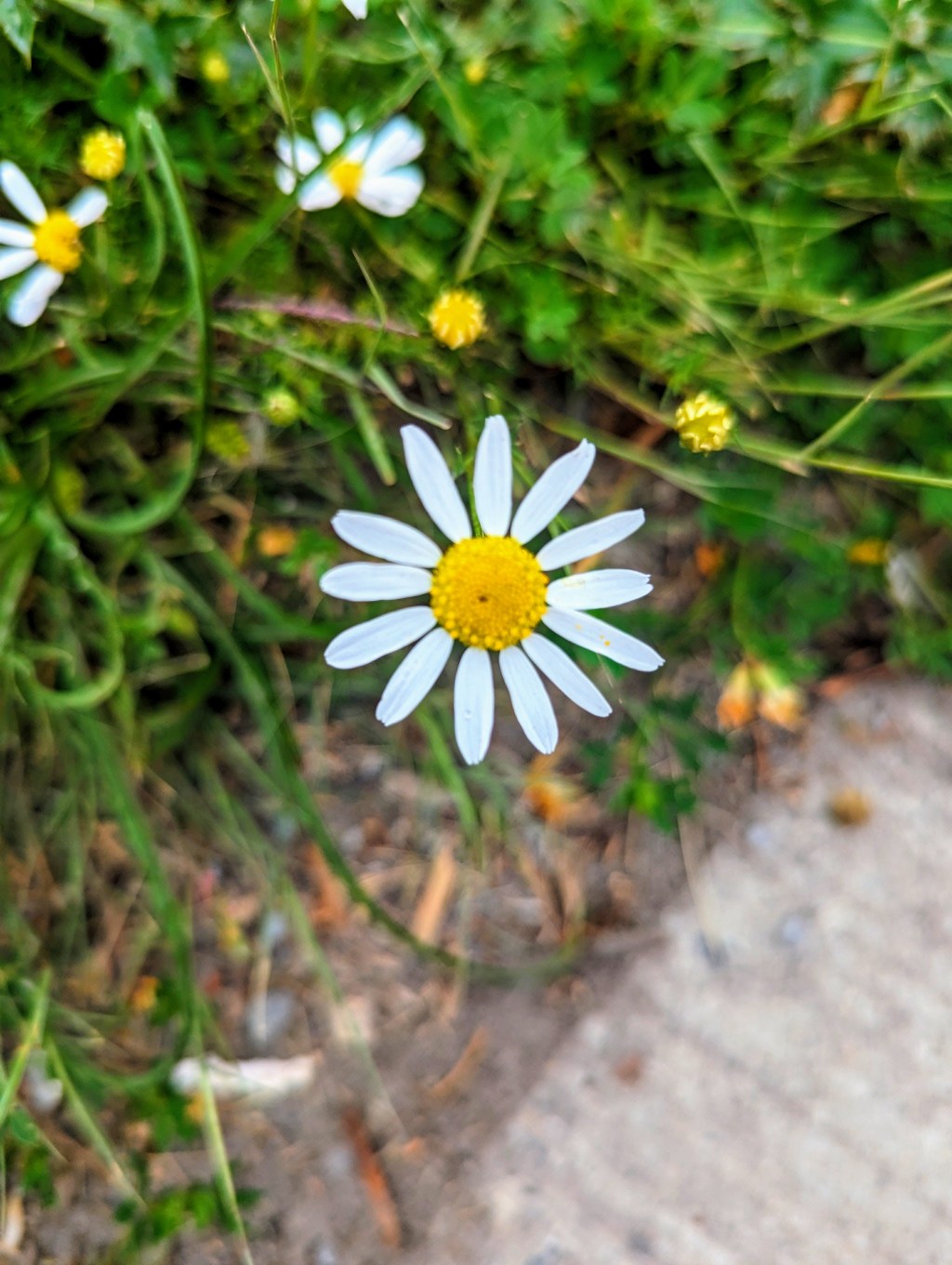 TikTok, Yoga and&nbsp;Crickets