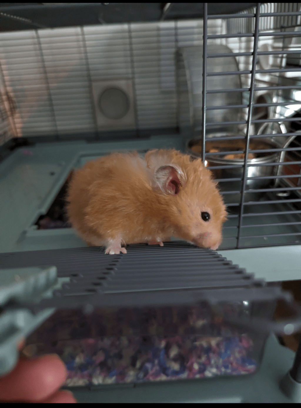 Music and Mint Iced&nbsp;lattes