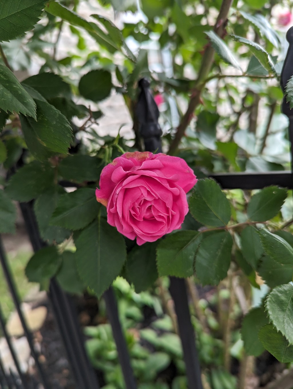 The Whirlwind of My&nbsp;Mind