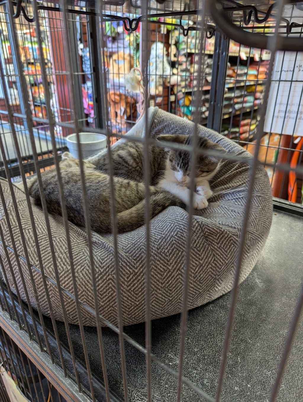 Cinnamon and Cat&nbsp;Cuddles